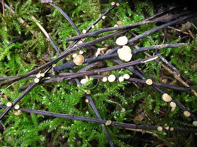 La Flora fungina negli aspetti microclimatici subtropicali